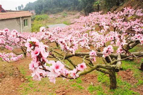 楊桃樹風水|風生水起——陽宅風水，院子裡真的不能栽桃樹嗎？ – 金州資訊